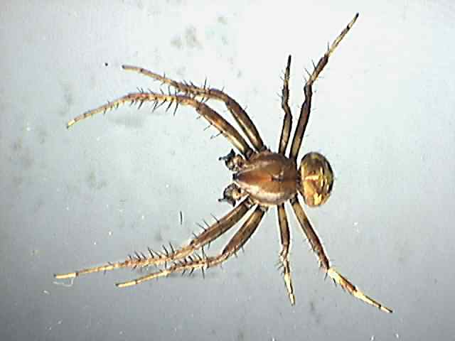 Araneus quadratus